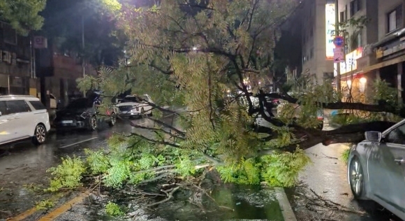 많은 비가 내린 30일 오전 대전 서구 갈마동 도로에 있는 나무가 차량 위로 쓰러져 있다. 대전소방본부 제공