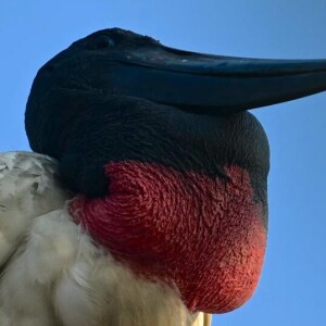 브라질 시골에서 구조된 검은머리황새